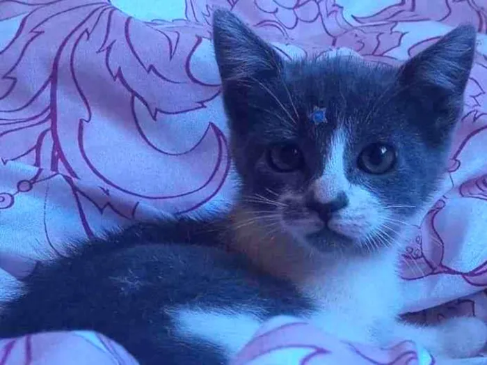 Gato ra a SRD idade Abaixo de 2 meses nome Flavinha Adocao