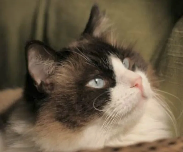 Gato ra a Mestico  idade 7 a 11 meses nome Zayon 