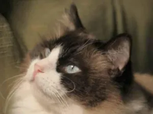 Gato raça Mestico  idade 7 a 11 meses nome Zayon 