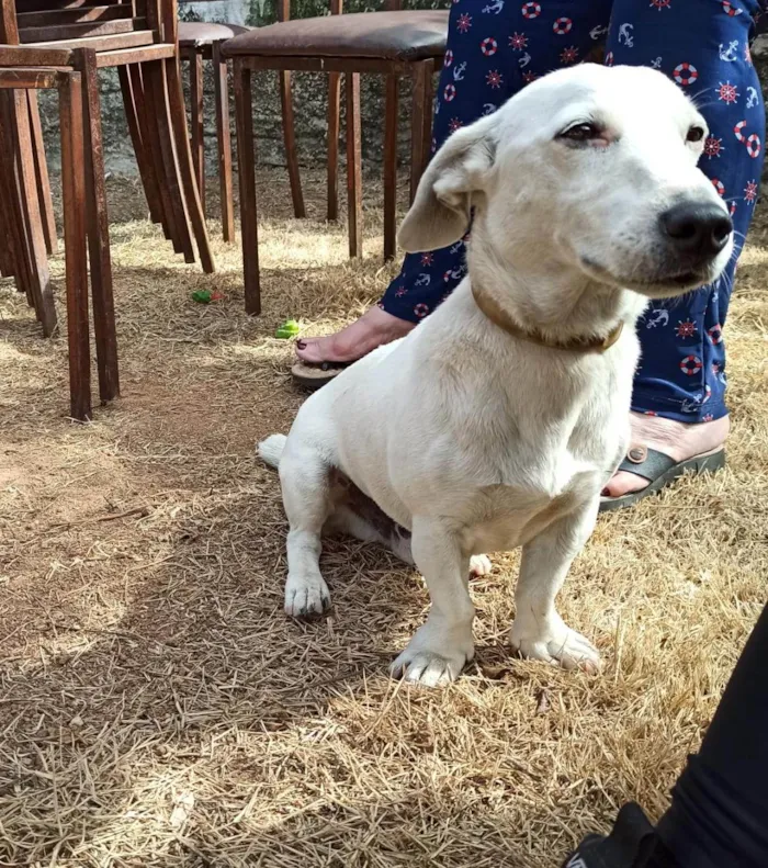 Cachorro ra a Jack Russel Terrier idade 5 anos nome Jeremias