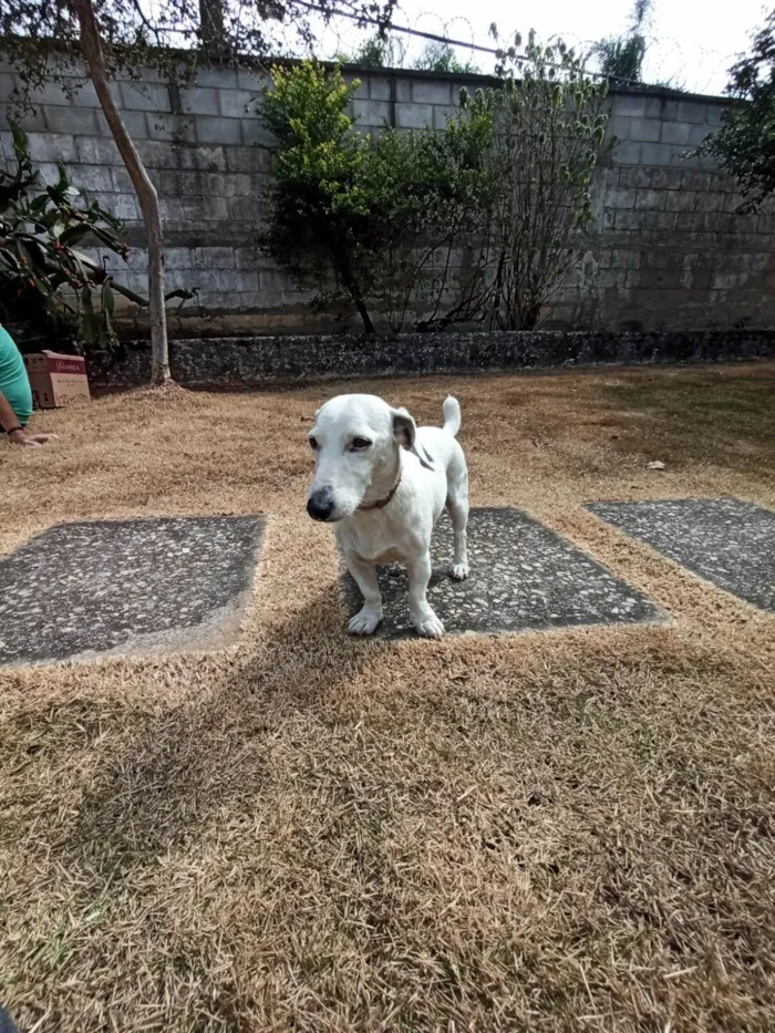 Cachorro ra a Jack Russel Terrier idade 5 anos nome Jeremias