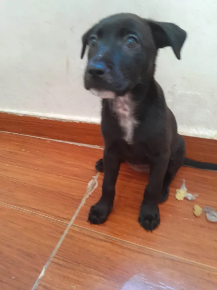 Cachorro ra a SRD-ViraLata idade Abaixo de 2 meses nome Pretinhos