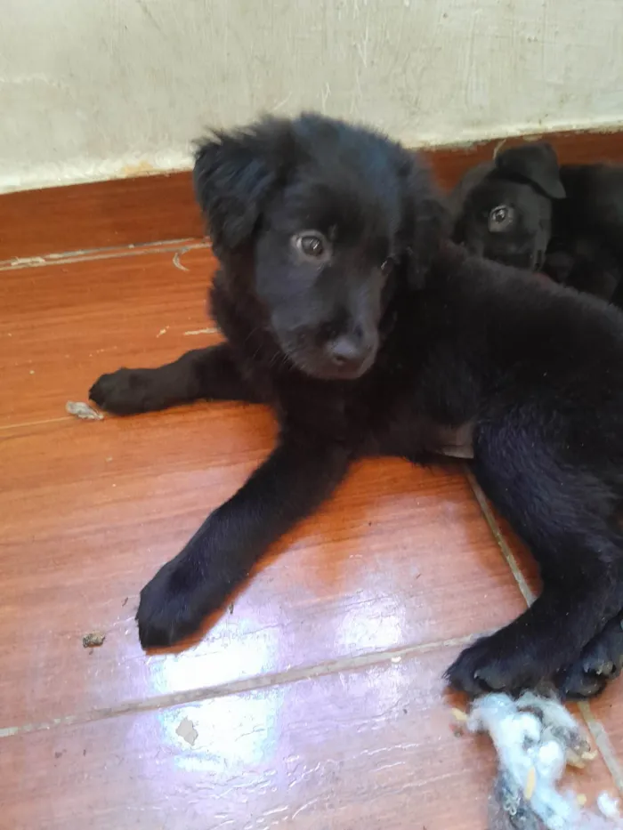 Cachorro ra a SRD-ViraLata idade Abaixo de 2 meses nome Pretinhos