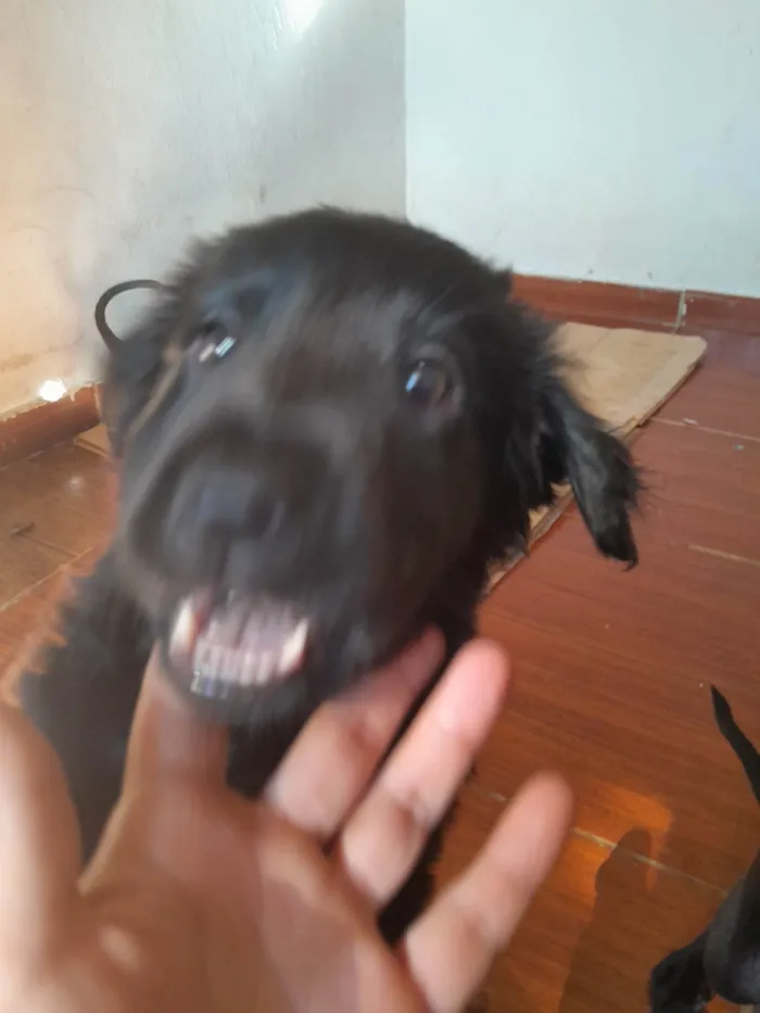 Cachorro ra a SRD-ViraLata idade Abaixo de 2 meses nome Pretinhos