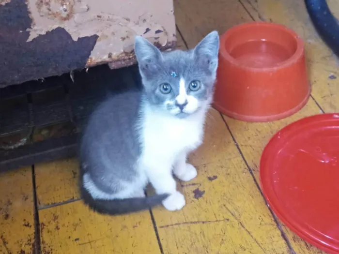 Gato ra a SRD idade Abaixo de 2 meses nome Flavinha Adocao