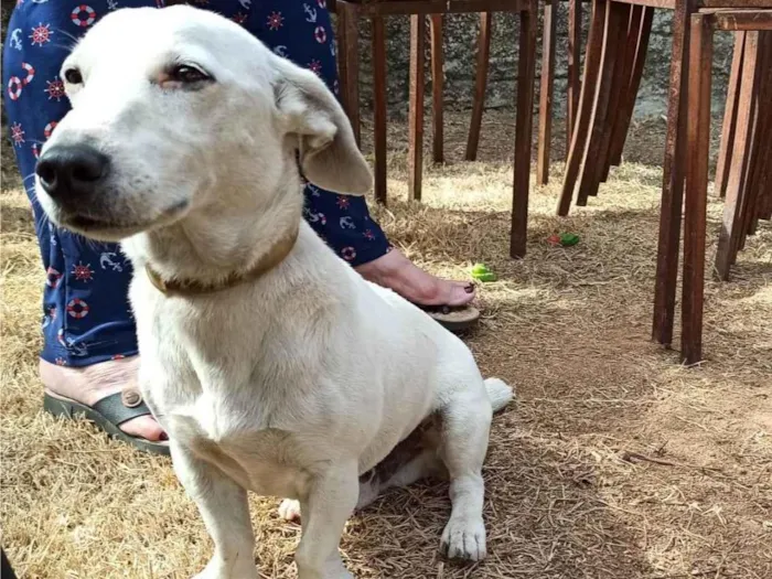 Cachorro ra a Jack Russel Terrier idade 5 anos nome Jeremias