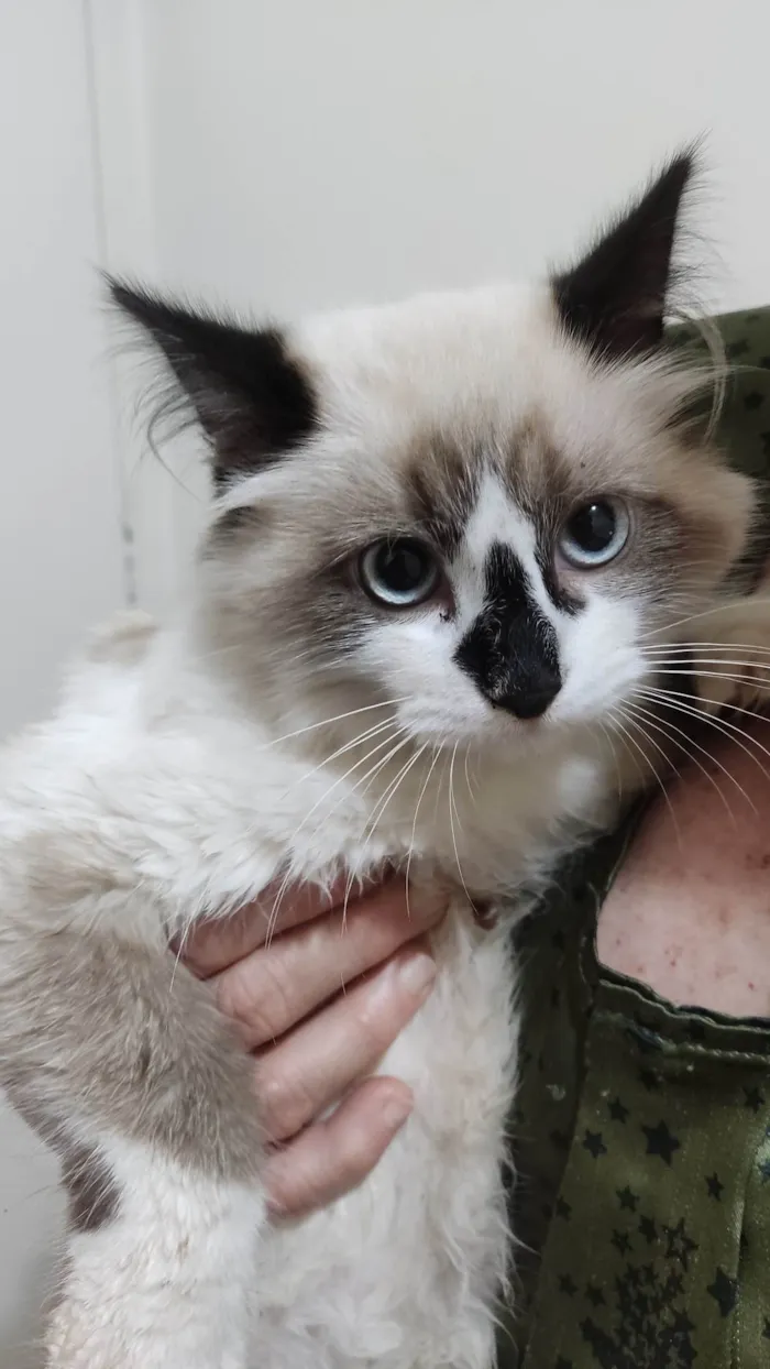 Gato ra a Siamês  idade 2 a 6 meses nome Mavie
