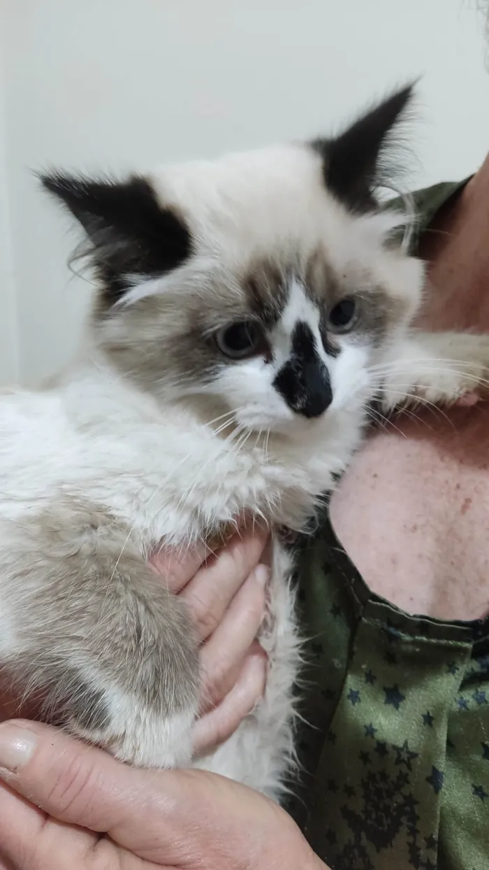 Gato ra a Siamês  idade 2 a 6 meses nome Mavie