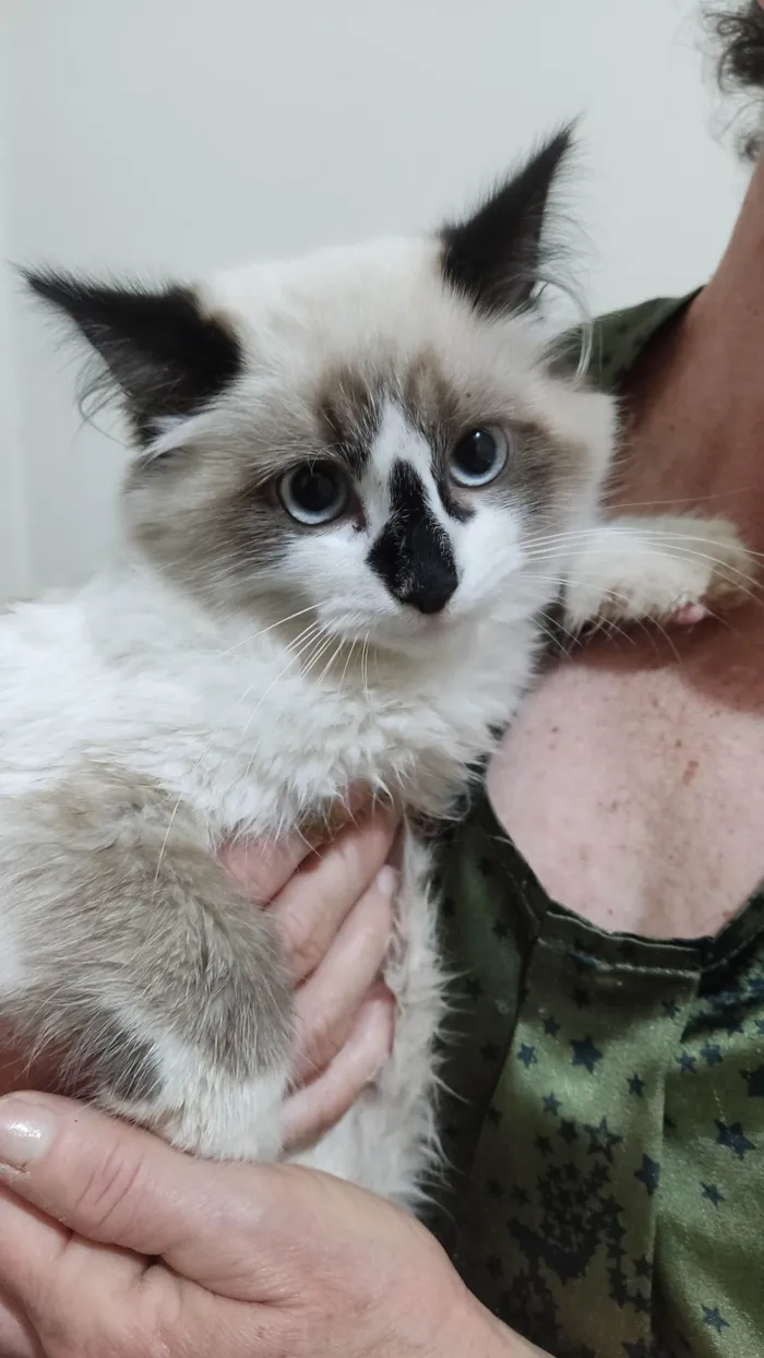 Gato ra a Siamês  idade 2 a 6 meses nome Mavie