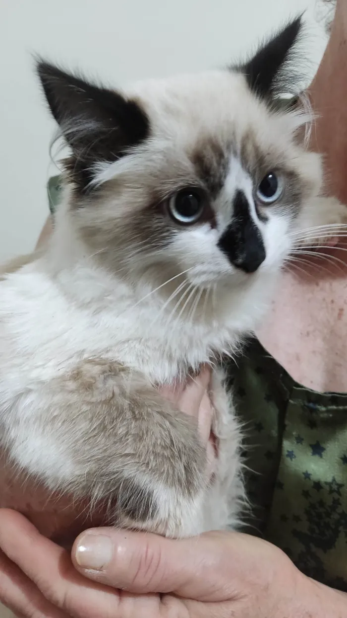Gato ra a Siamês  idade 2 a 6 meses nome Mavie