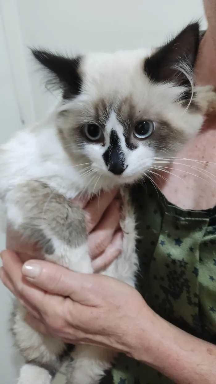 Gato ra a Siamês  idade 2 a 6 meses nome Mavie