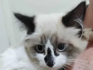 Gato raça Siamês  idade 2 a 6 meses nome Mavie