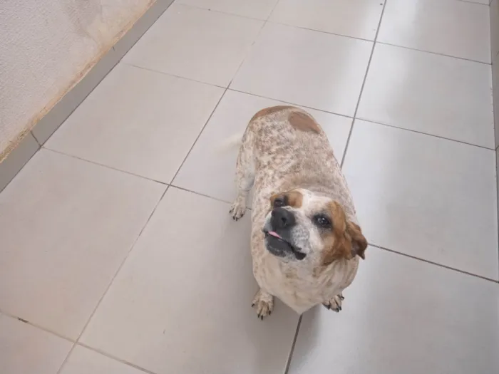 Cachorro ra a Raça não definida idade 5 anos nome Lindona 