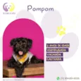 Pompom 