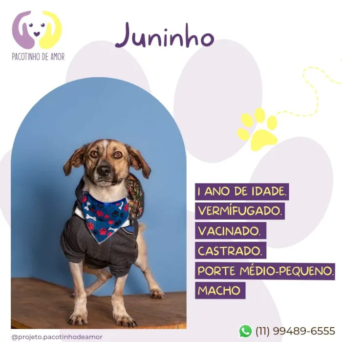 Cachorro ra a SRD-ViraLata idade 1 ano nome Juninho 
