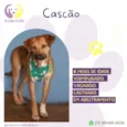 Cascão