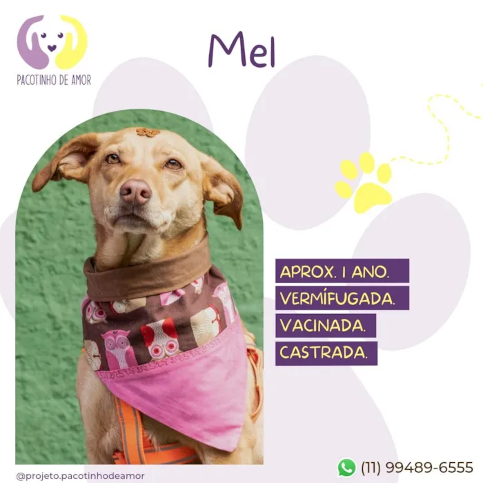 Cachorro ra a SRD-ViraLata idade 1 ano nome Mel