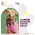 Mel