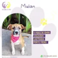 Mulan