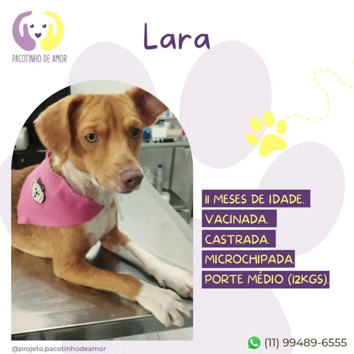 Cachorro ra a SRD-ViraLata idade 7 a 11 meses nome Lara