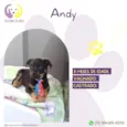 Andy