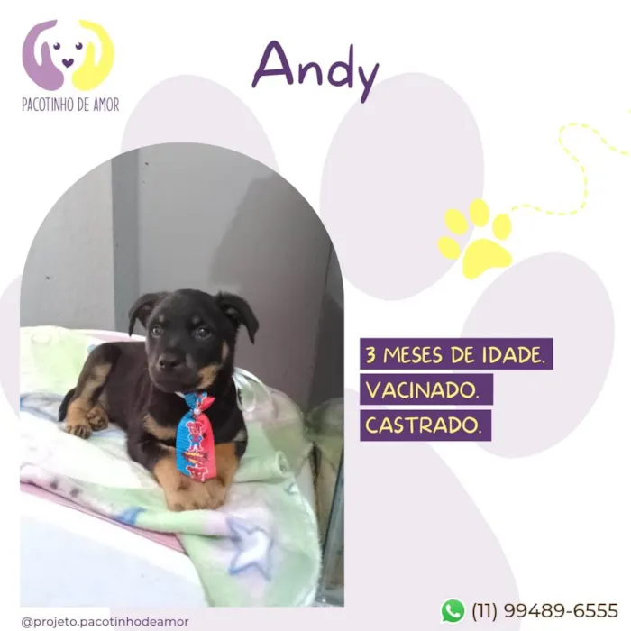 Cachorro ra a SRD-ViraLata idade 2 a 6 meses nome Andy