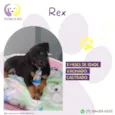 Rex