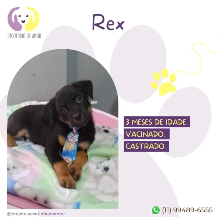 Cachorro ra a SRD-ViraLata idade 2 a 6 meses nome Rex