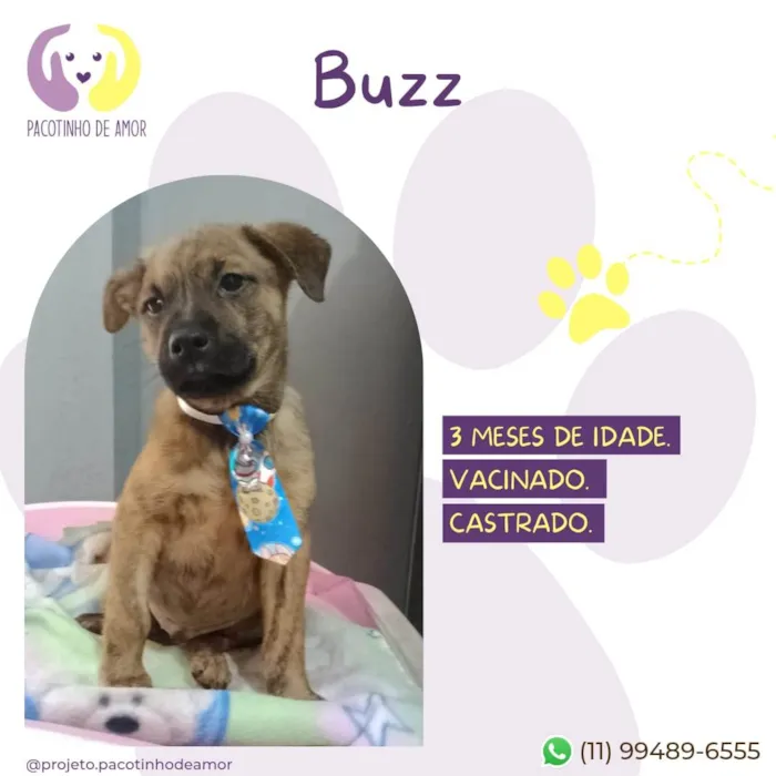 Cachorro ra a SRD-ViraLata idade 2 a 6 meses nome Buzz