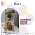 Buzz