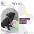 Woody