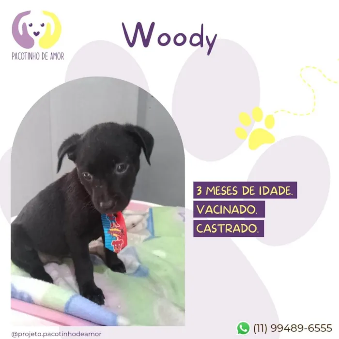Cachorro ra a SRD-ViraLata idade 2 a 6 meses nome Woody