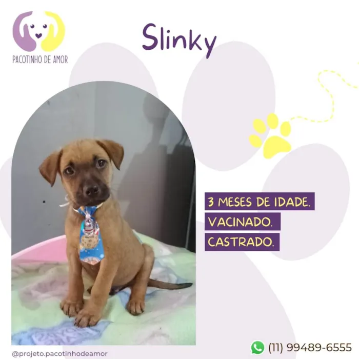Cachorro ra a SRD-ViraLata idade 2 a 6 meses nome Slinky