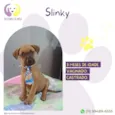 Slinky