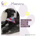 Maestro
