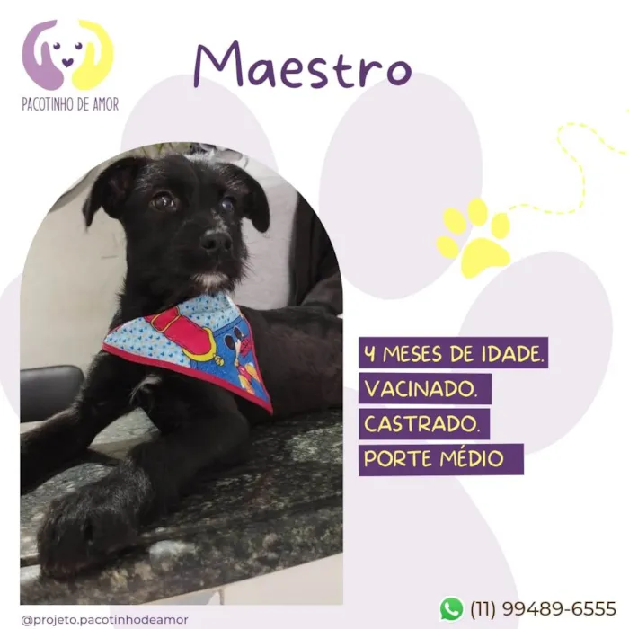 Cachorro ra a SRD-ViraLata idade 2 a 6 meses nome Maestro