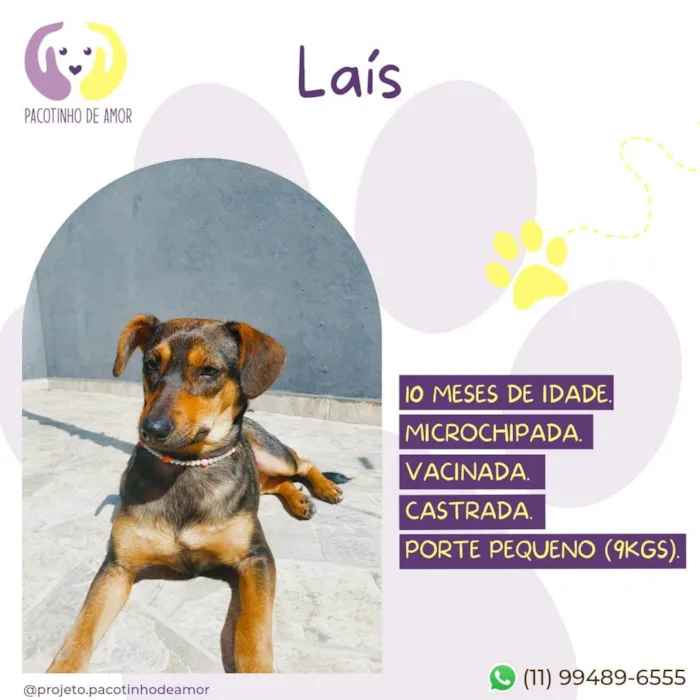 Cachorro ra a SRD-ViraLata idade 7 a 11 meses nome Lais