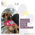 Liz