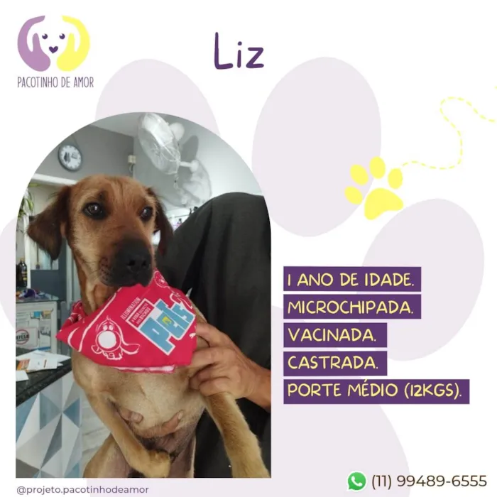 Cachorro ra a SRD-ViraLata idade 7 a 11 meses nome Liz