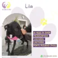 Lila