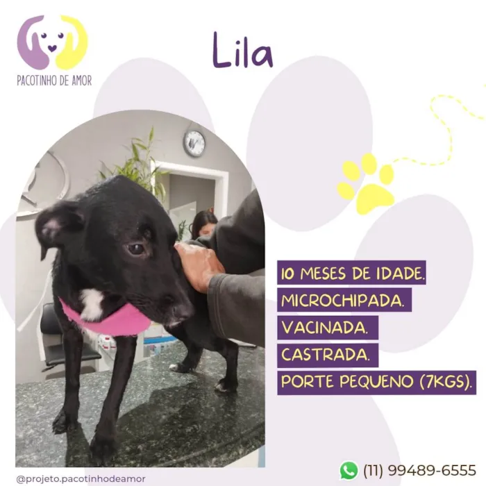 Cachorro ra a SRD-ViraLata idade 2 a 6 meses nome Lila