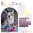 Otávio 