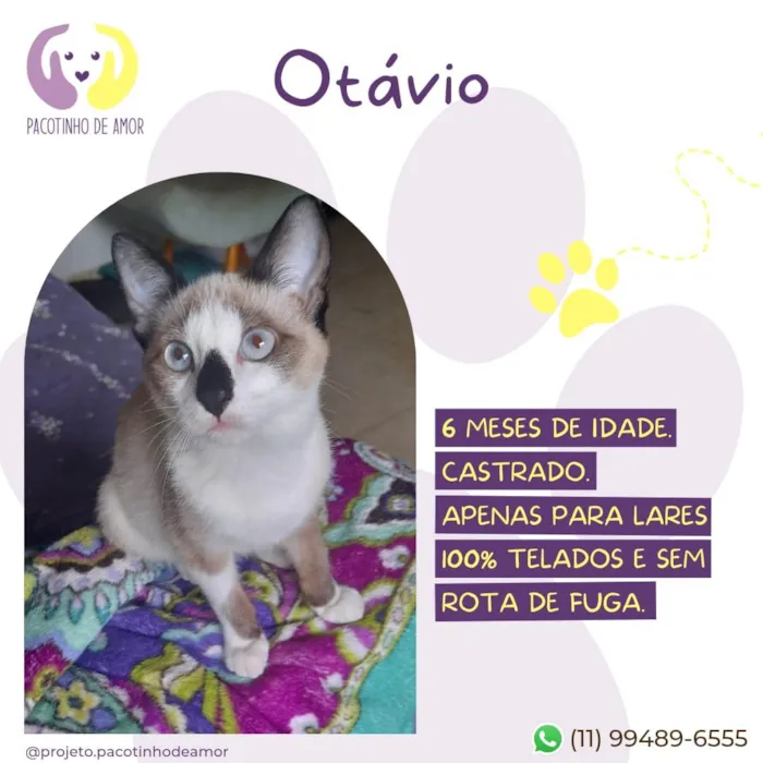 Gato ra a SRD-ViraLata idade 7 a 11 meses nome Otávio 