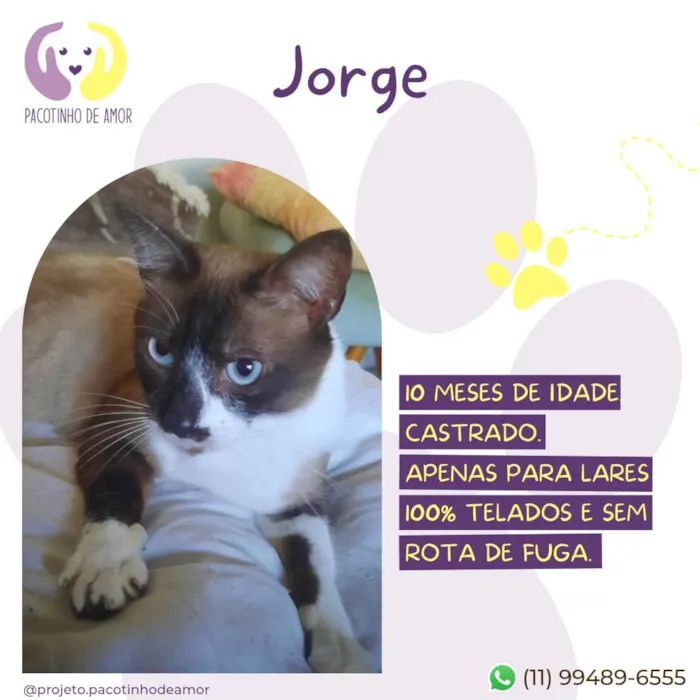 Cachorro ra a SRD-ViraLata idade 2 a 6 meses nome Jorge