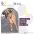 Stella