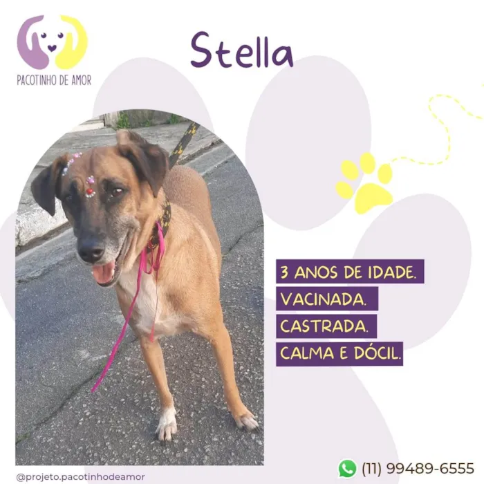Cachorro ra a SRD-ViraLata idade 3 anos nome Stella