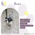 Buzz