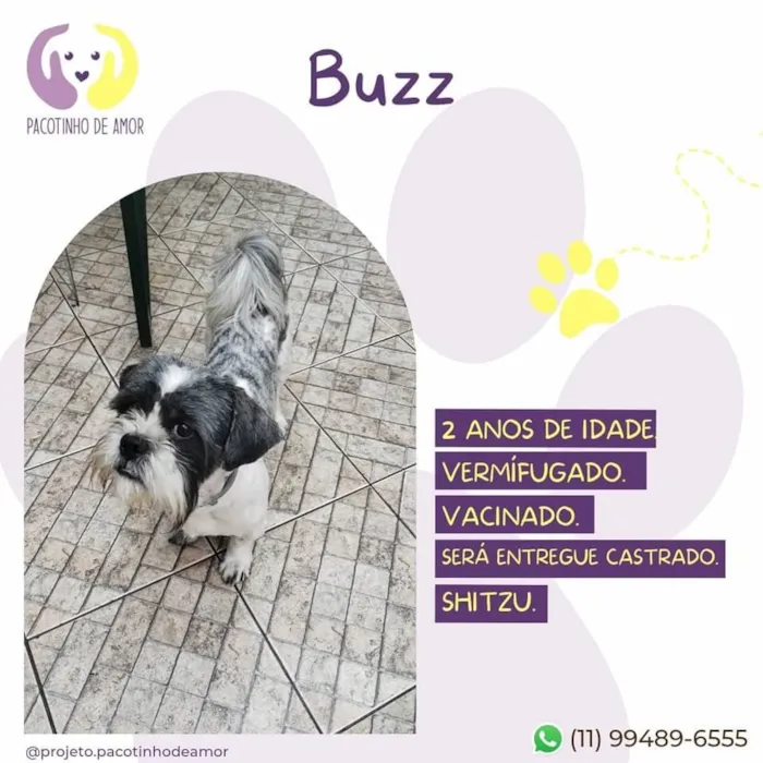 Cachorro ra a Lhasa Apso ou shitzu idade 2 anos nome Buzz