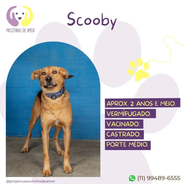 Cachorro ra a SRD-ViraLata idade 3 anos nome Scooby