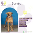 Scooby